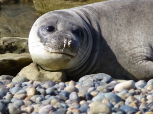 A young elephant seal