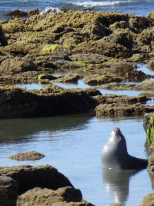 A sea lion basks in the afternoon sun.
