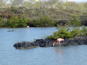 Flamingos in a Salt-water lagoon