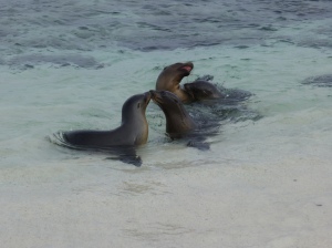 Juvenile Galapagos Sea Lions