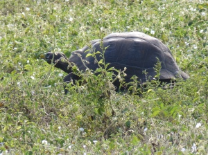 A Giant tortoise grazing