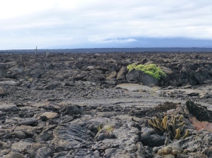 The lava field on Isabela Island