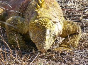 A Galapagos Land Iguana