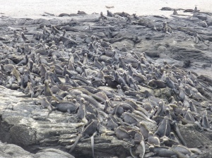 The pile of Marine Iguanas 
