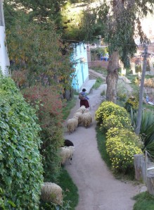 A Campesina walks her sheep.