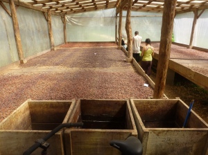 Cacao drying at Maya Cacao